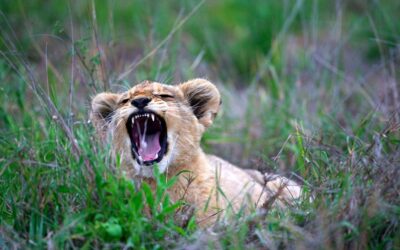Best Time to Visit Tanzania (2025-2026): Safari, Zanzibar & Kilimanjaro by Month
