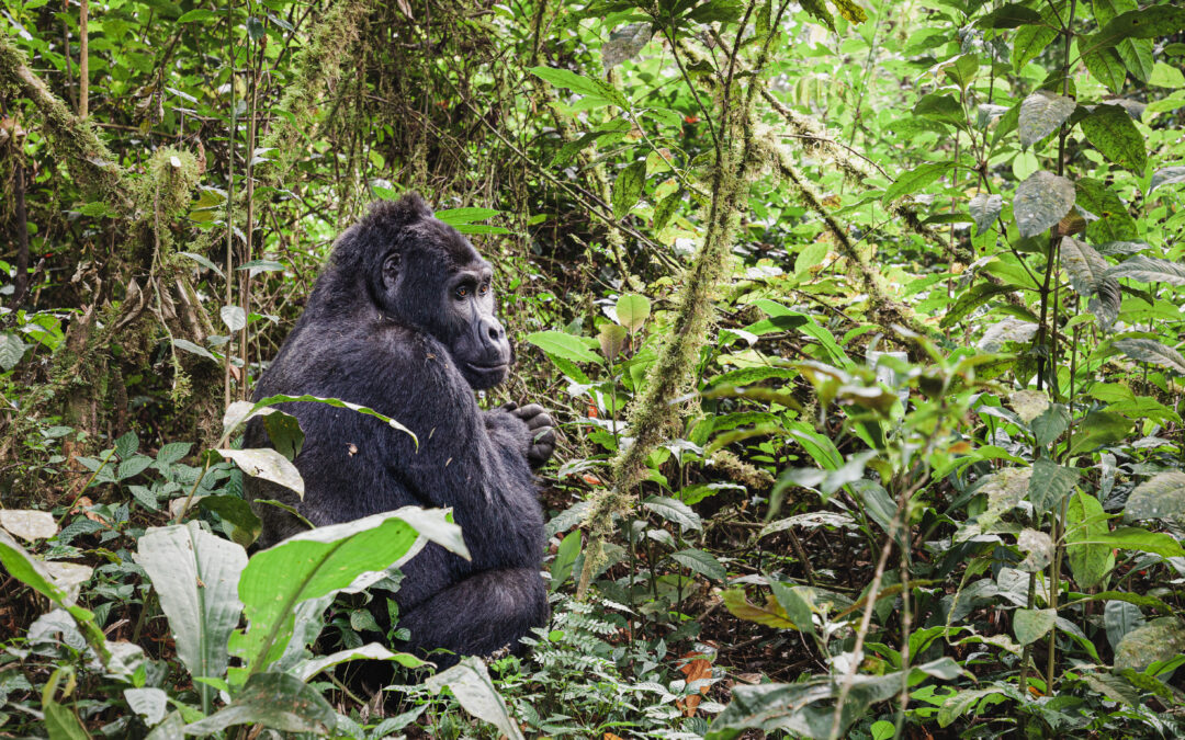 East African Tourist Visa 2026: Kenya, Uganda & Rwanda Guide