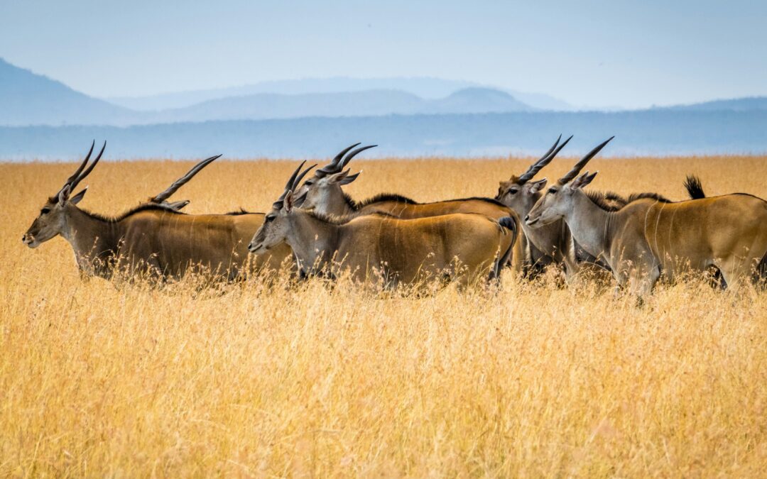 Kenya Visa Requirements 2026: Complete Guide for Tourists